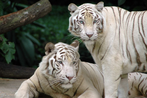 Tigri bianche del Bengala al Singapore Zoo